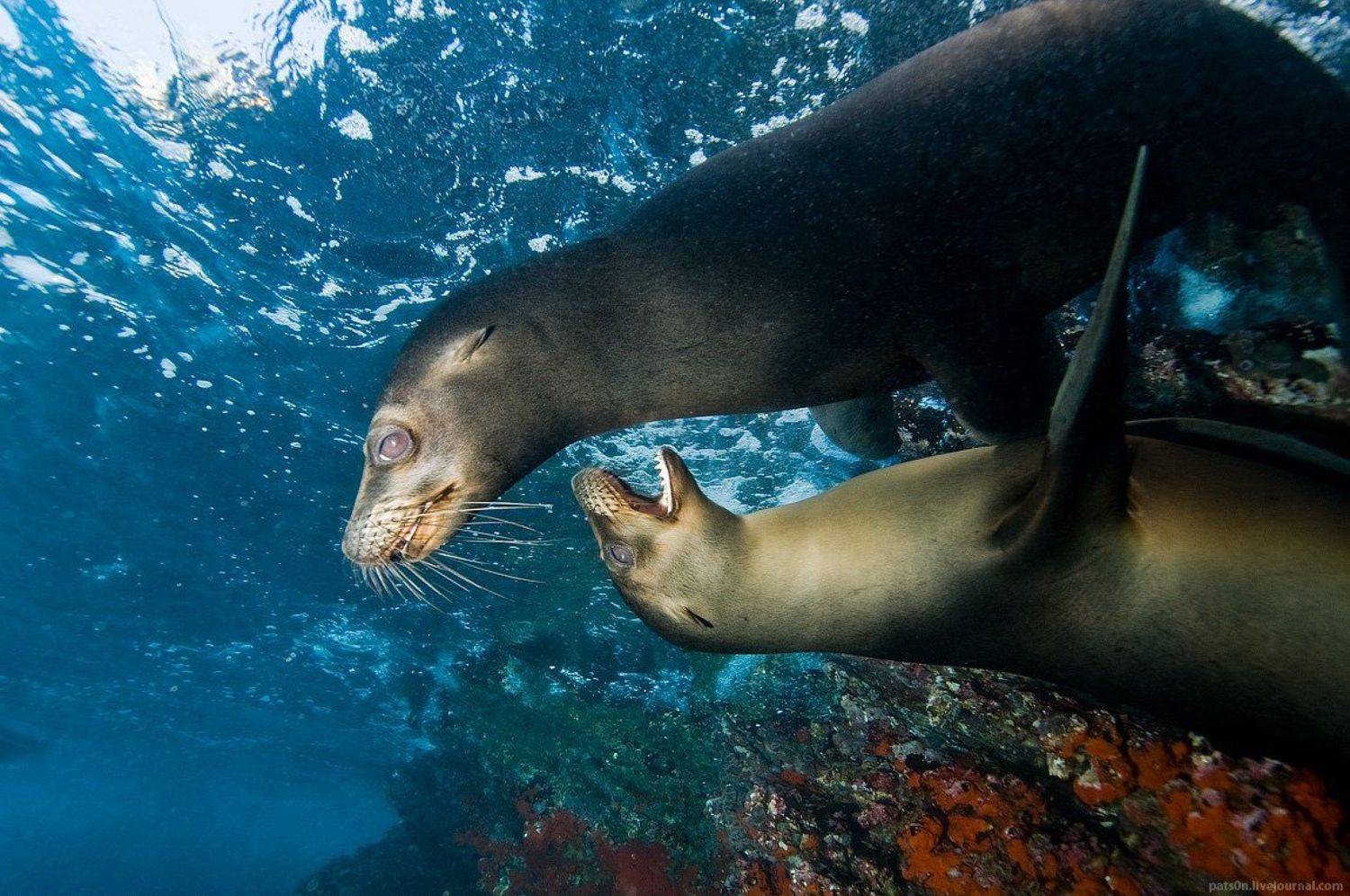 , Александр Сафонов
