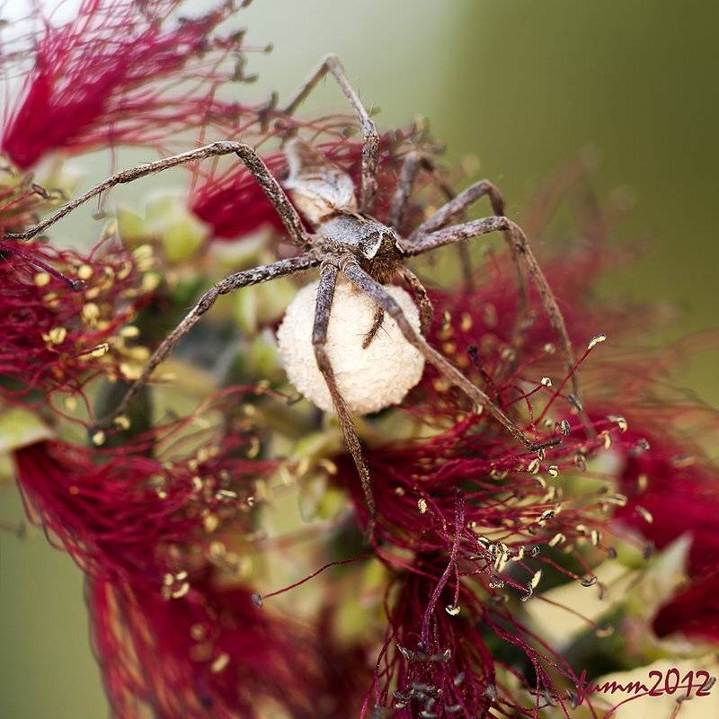 , Игорь ФУММ