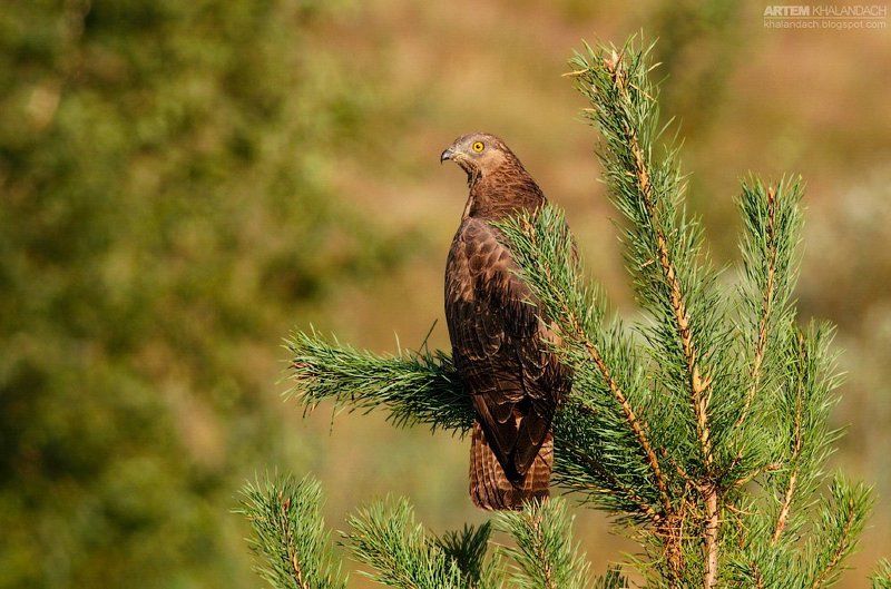 осоед, беларусь Желтое око фото превью