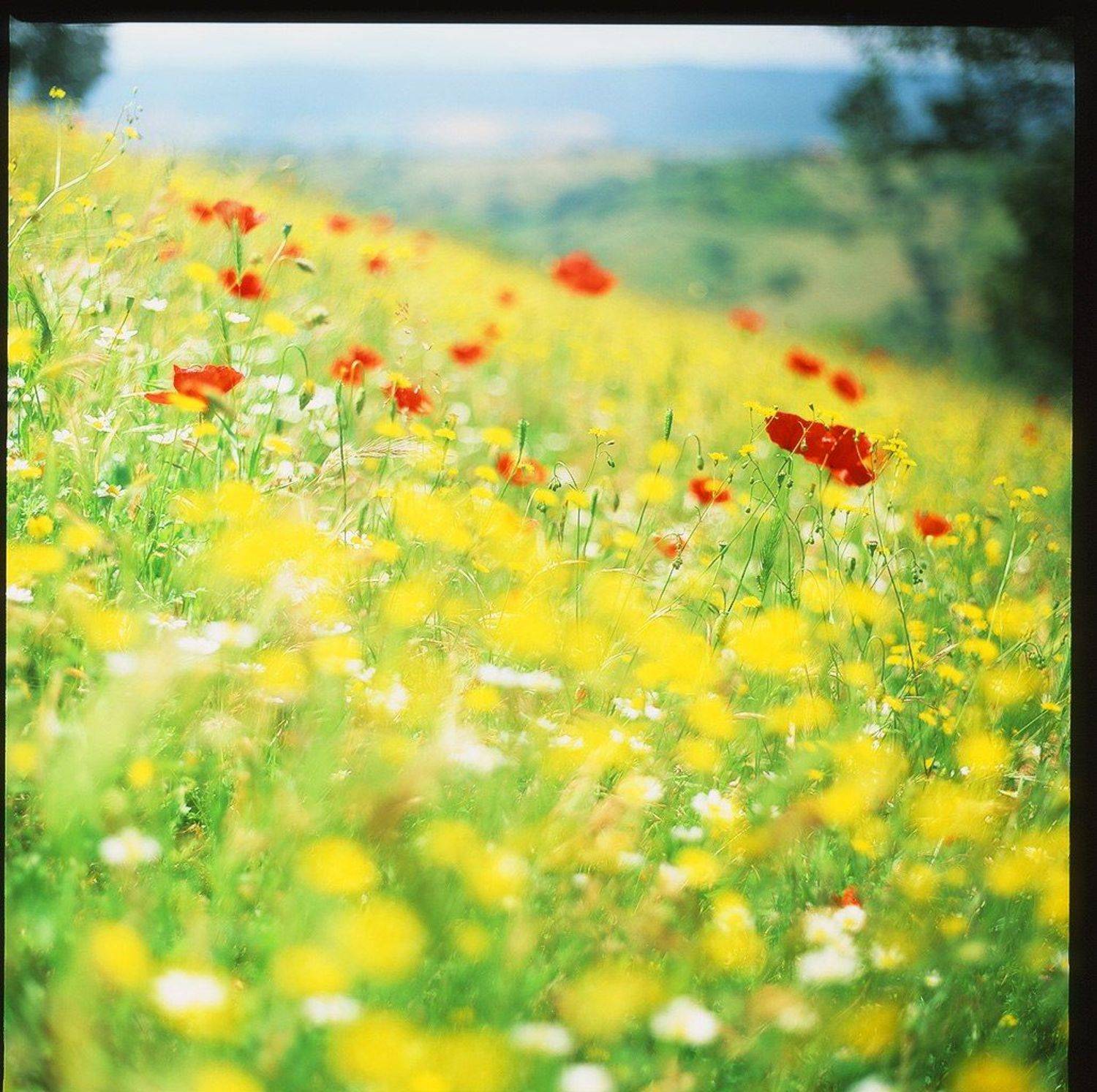 маки, поле, цветы, лето, тоскана, италия, холмы, Евгений Молодцов