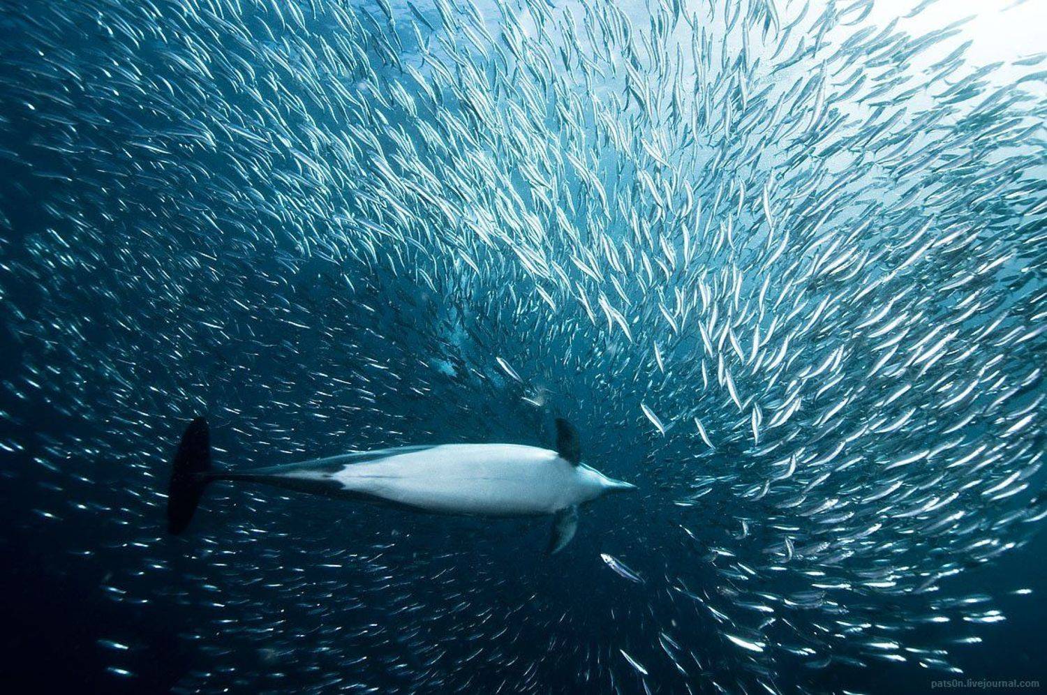 , Александр Сафонов