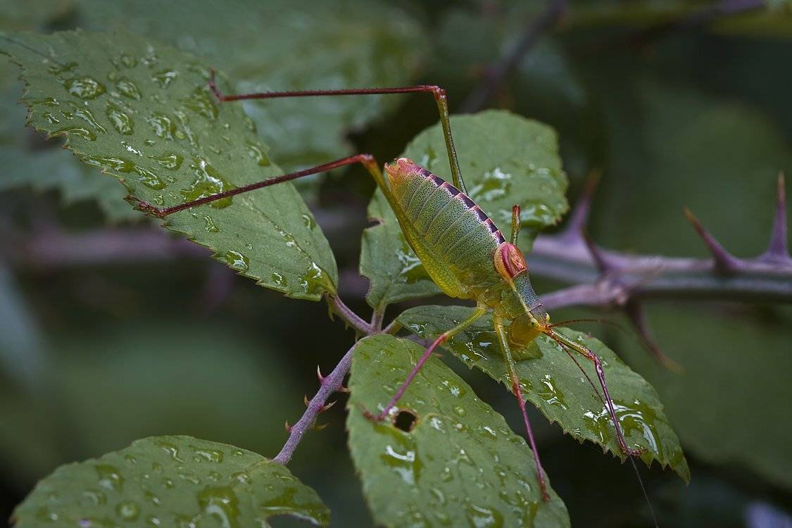 , Андрей Канышев