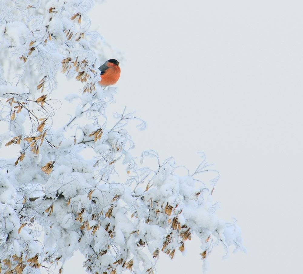 , Николай Морский