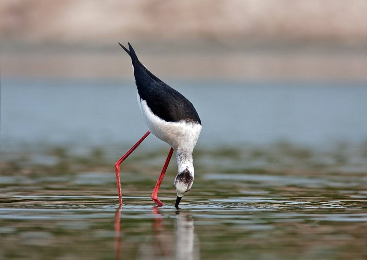 , Наум Пятов