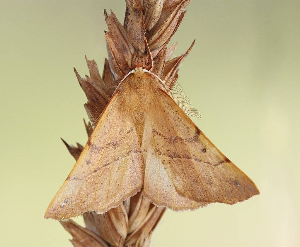 пяденица угловатая берёзовая ennomos erosaria (denis & schiffermuller, 1775), Сергей Таланов