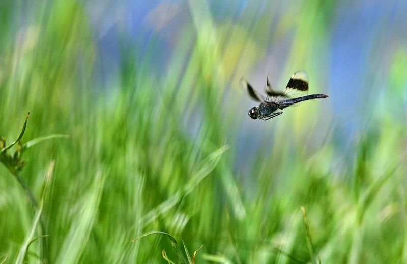 ethiopia, macro, dragonfly, hunter, predator, insect, wildlife, стрекоза, эфиопия, макро, насекомые, охота, поведение, природа, африка Охота фото превью