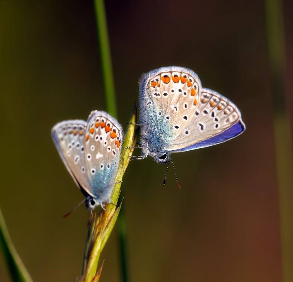 macro, closeup, insect, макро, насекомые, gnilenkov, Alexey Gnilenkov