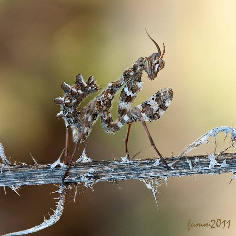 , Игорь ФУММ