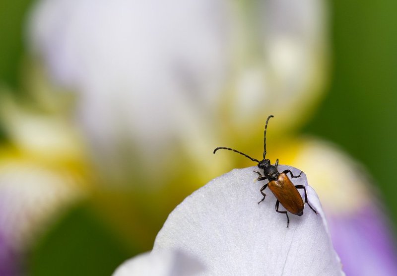 .. фото превью