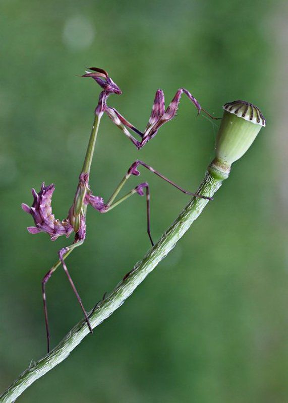 empusa fasciata фото превью