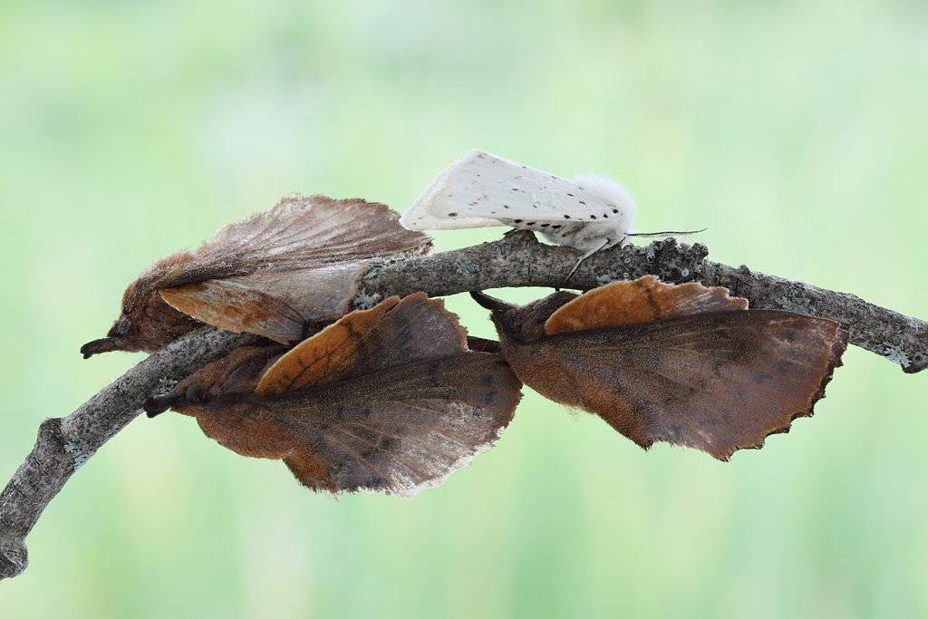 , Сергей Таланов