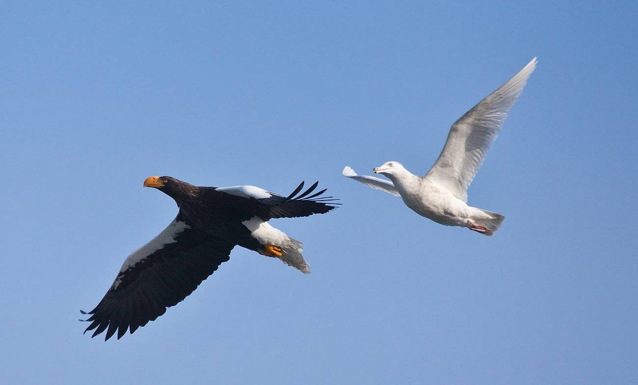 , Евгений Слободской