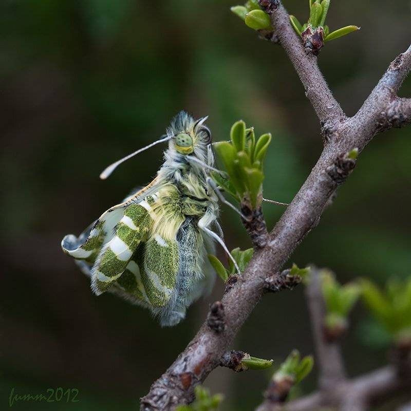 , Игорь ФУММ