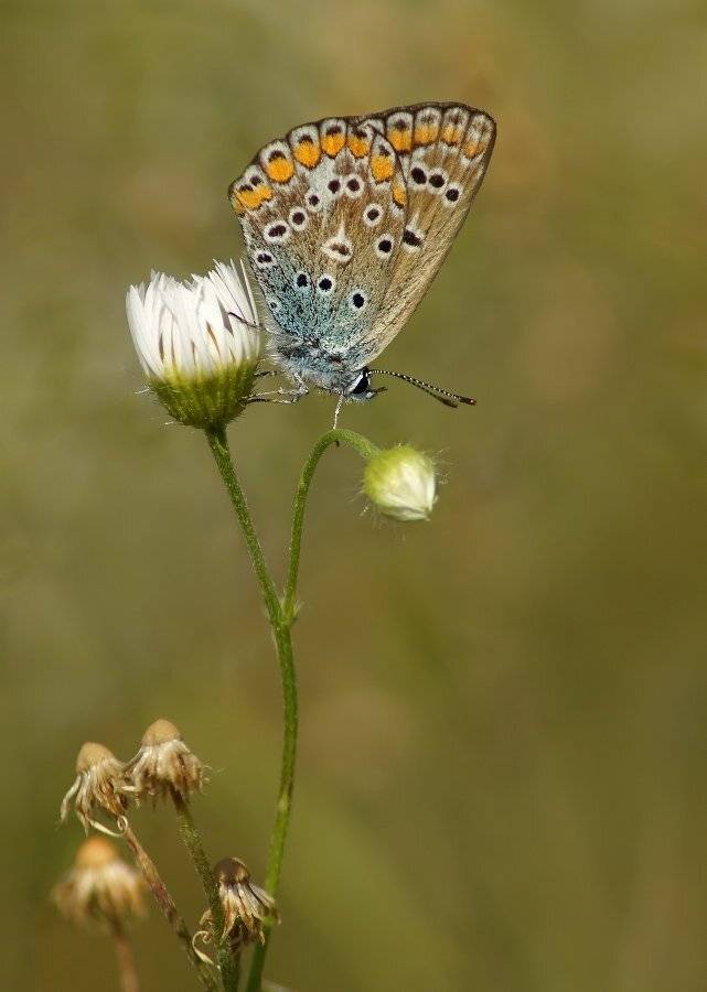, Чепленко Алексей