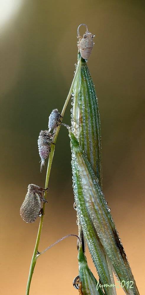 , Игорь ФУММ