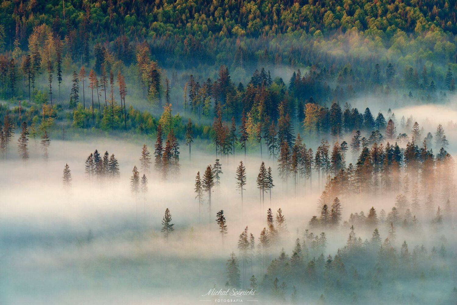 #sunrise #color #landscape #amazing #nature #sky #clouds #trees #foggy, Michał Sośnicki