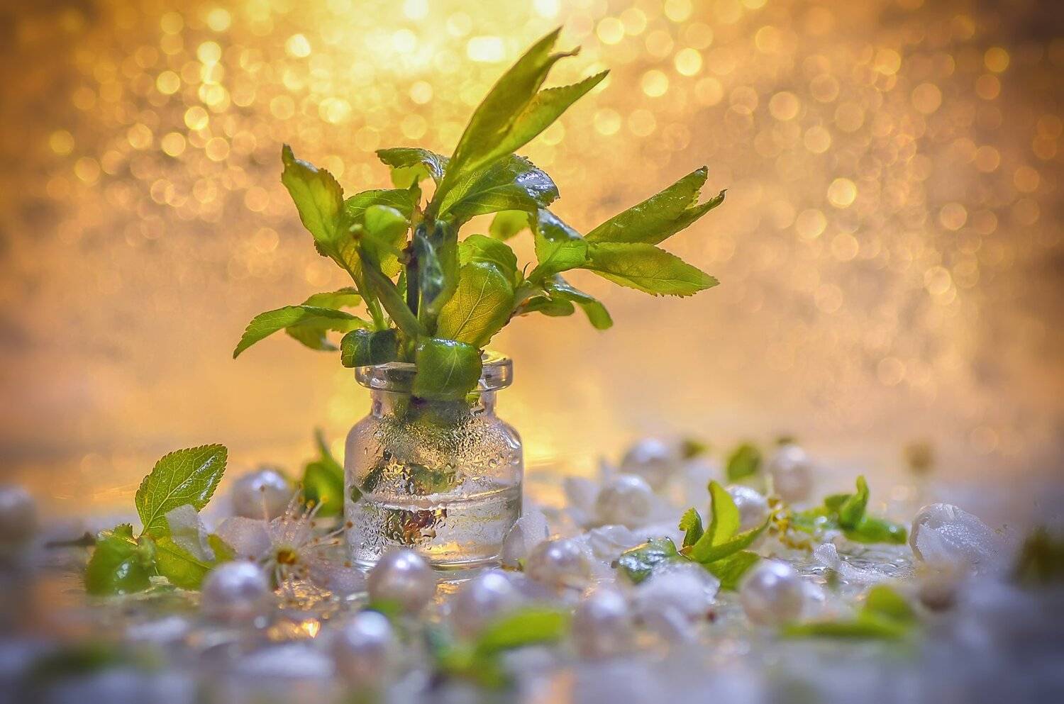 листики,бокэ,баночка,бусины,капли, Владимир Володин