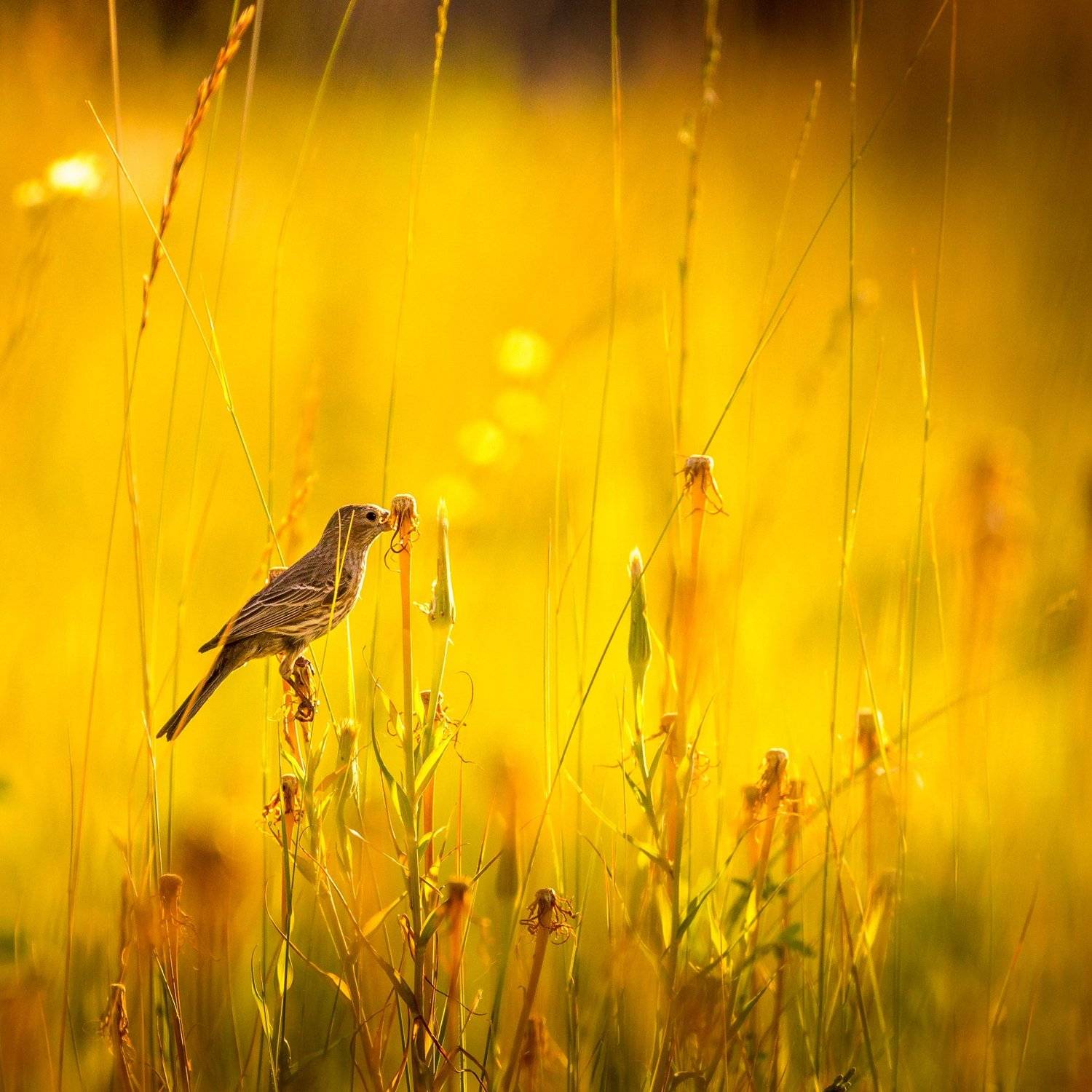 , Илья Данилов