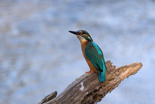 Зимородок Common Kingfisher