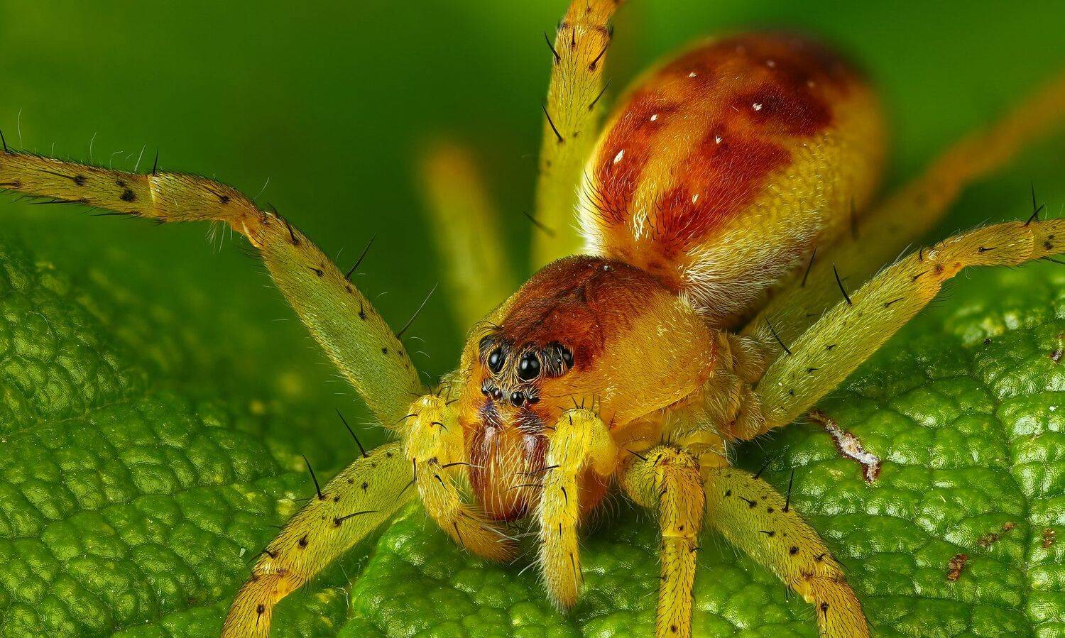 макро,природа,паук,цвет,портрет,растение,глаза,зеленый, Андрей Шаповалов