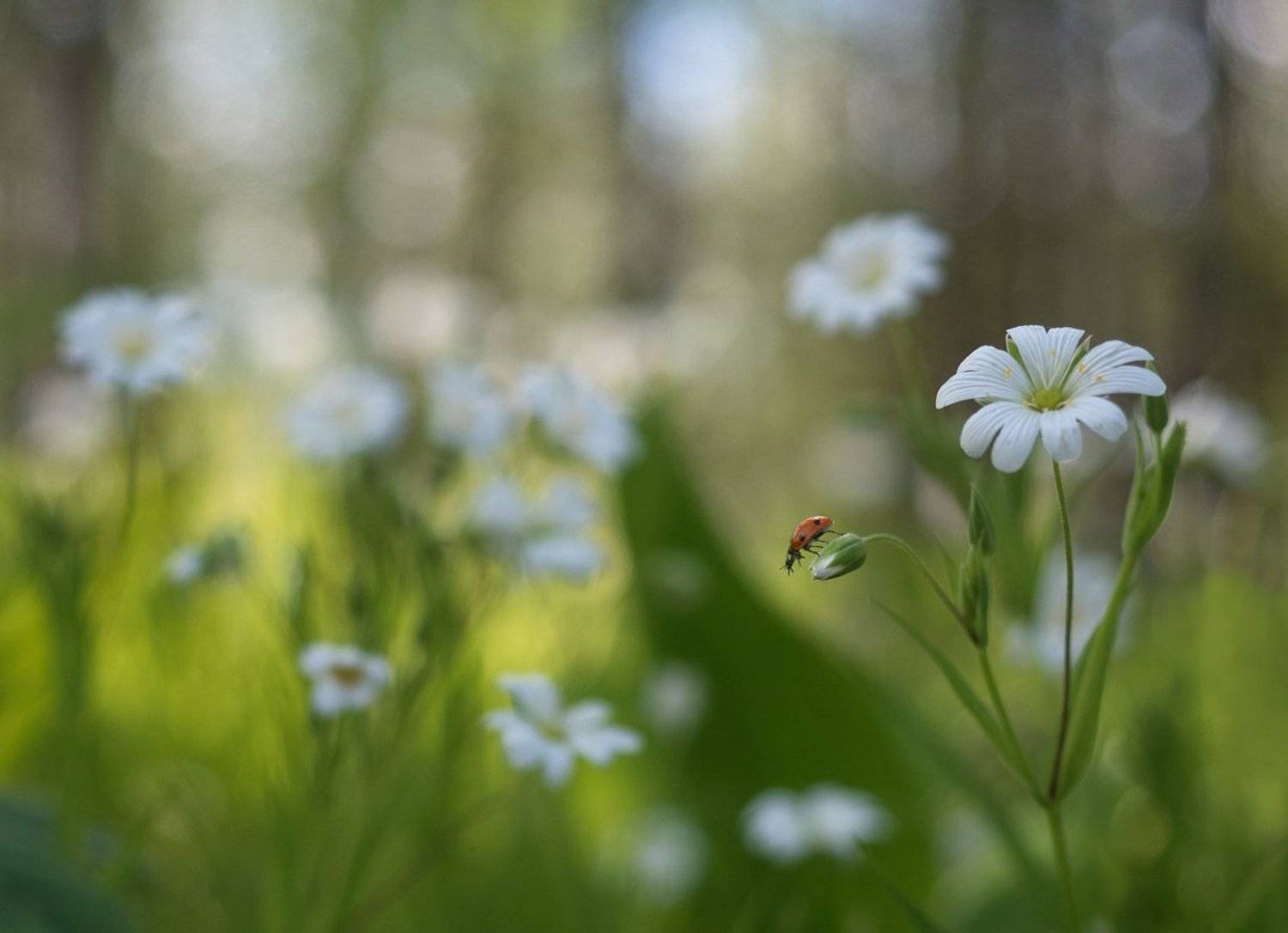 , Баранов Олег