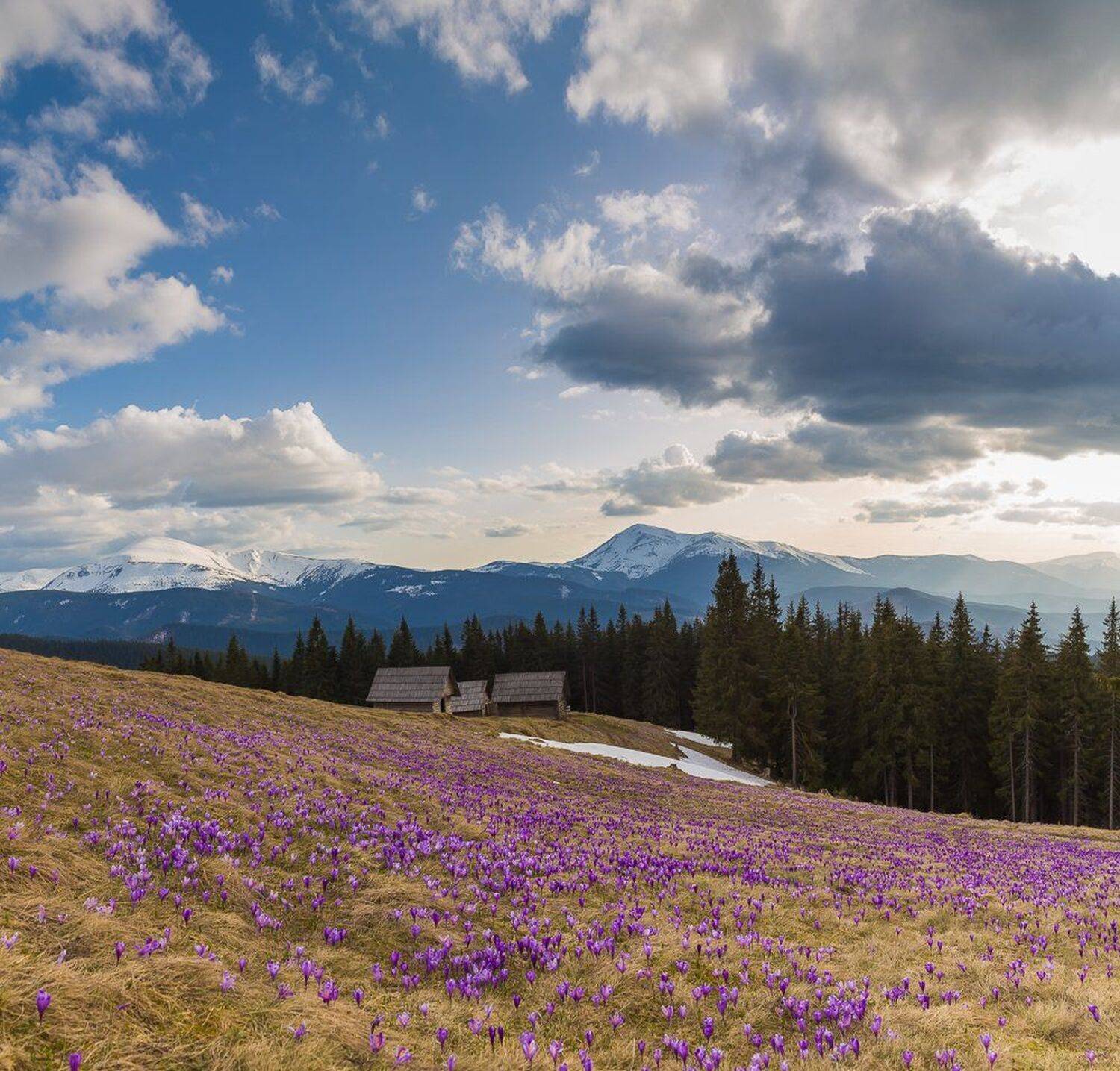 , Александр Подрез