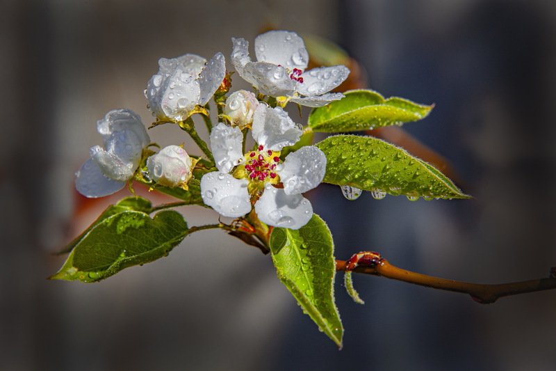Груша фото превью