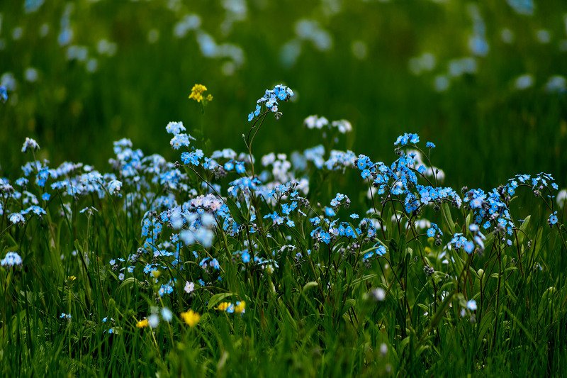 южный урал,оренбургская область, орск, новотроицк, Незабудковая!!! фото превью