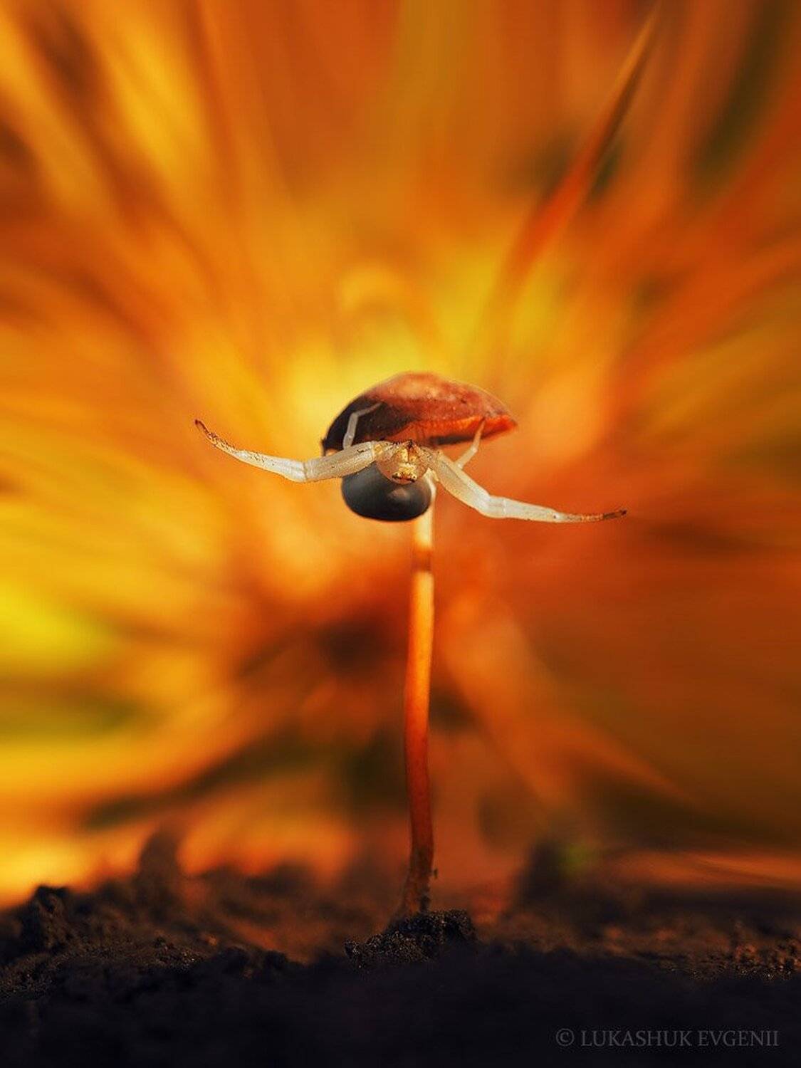 , Евгений Лукашук