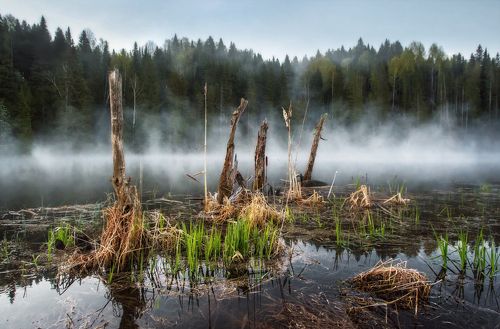 Утро на пруду