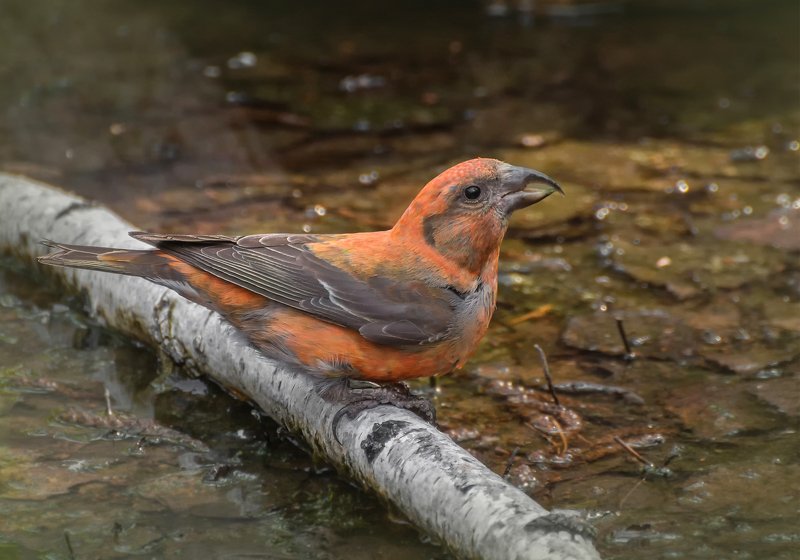 птица, клёст, водопой, ручей, Клёст.. фото превью