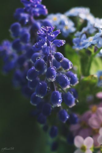 Мускари. Мышиный гиацинт