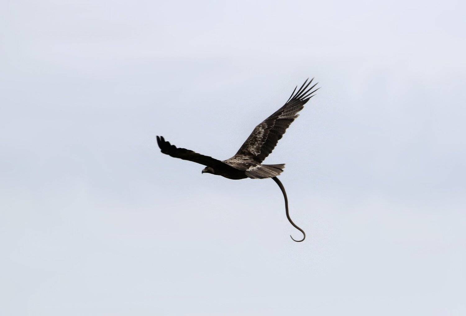 орёл,змея,дагестан,, Marat Magov