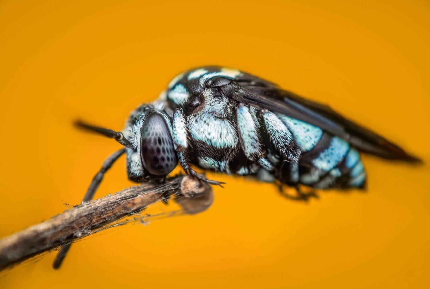 macro wildlife closeup insects spiders, Shuvam Sadhukhan
