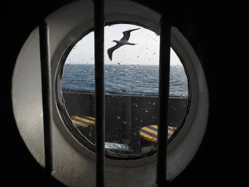 the cell фото превью