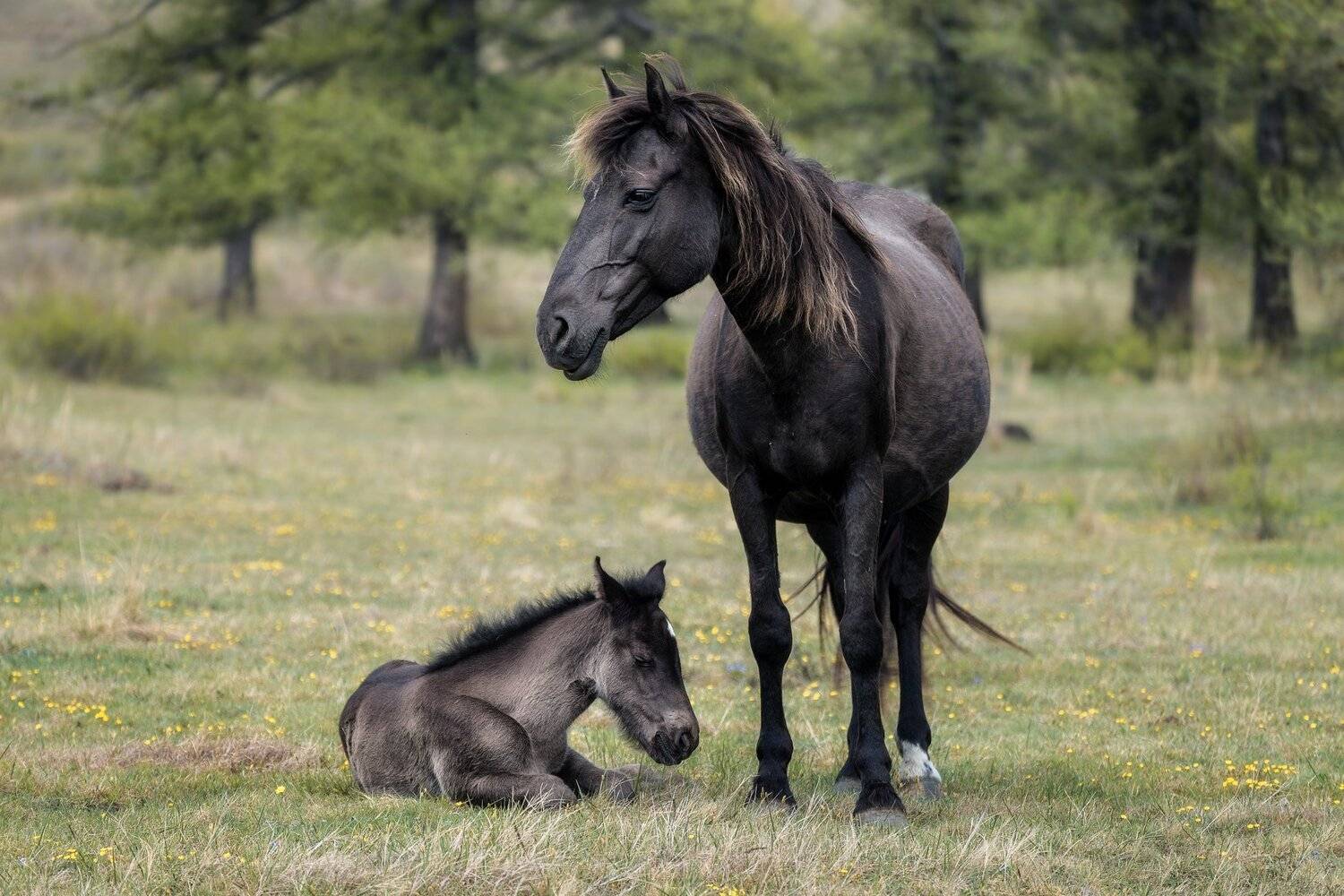, Михаил Туркеев