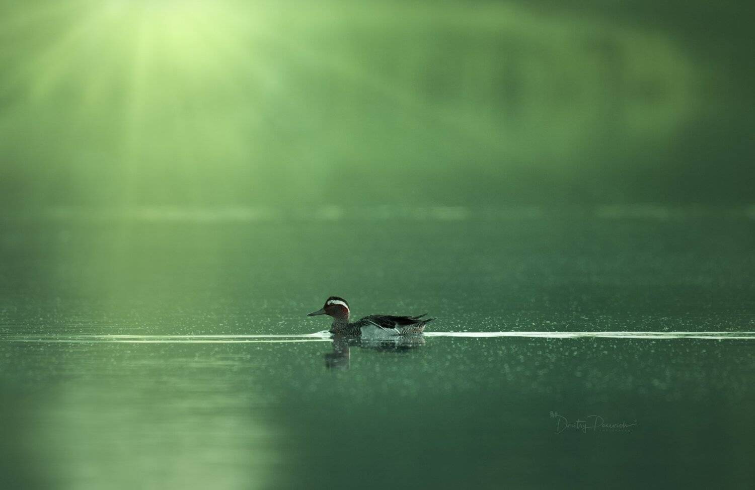 природа, лес, животные, птицы, Дмитрий Посевич