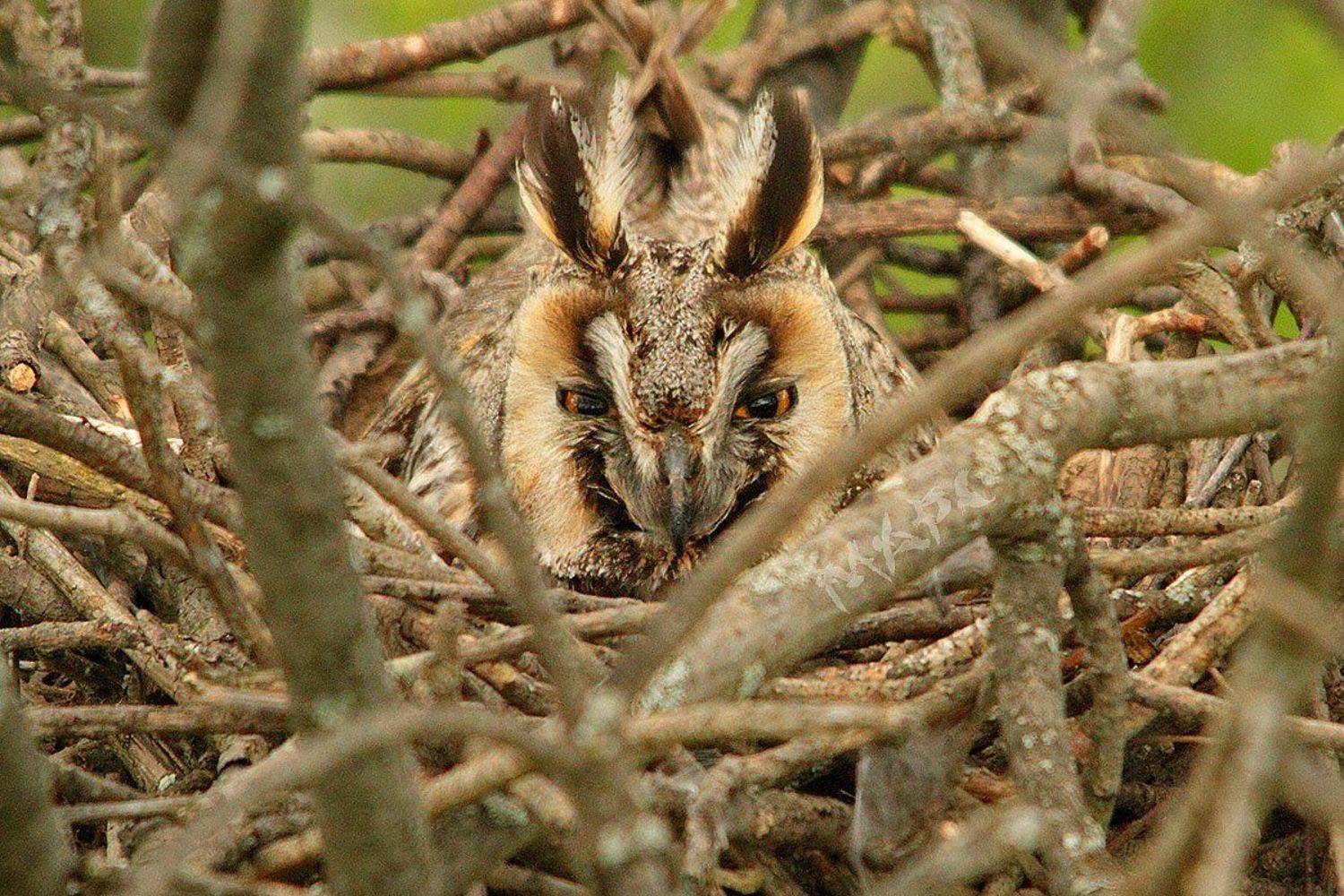 животные птицы весна ушастая сова гнездо, Шангареев Марс