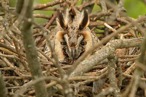 Ах, какие ушки...