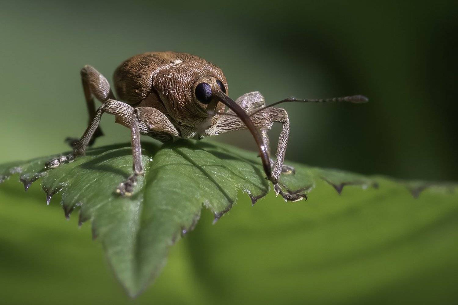 долгоносик, лист, край, Наталия Сытина