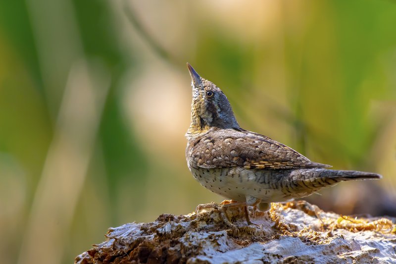 Wryneck фото превью