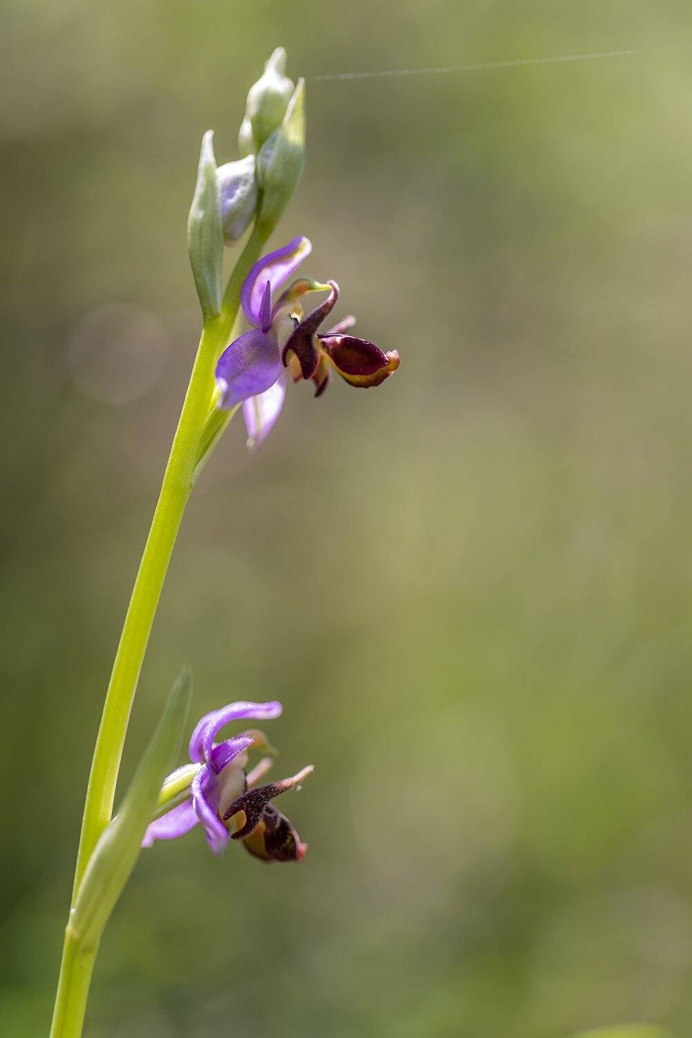 природа, макро, растения, краснокнижные, орхидные, офрис пчелоносная, Александр Земляной