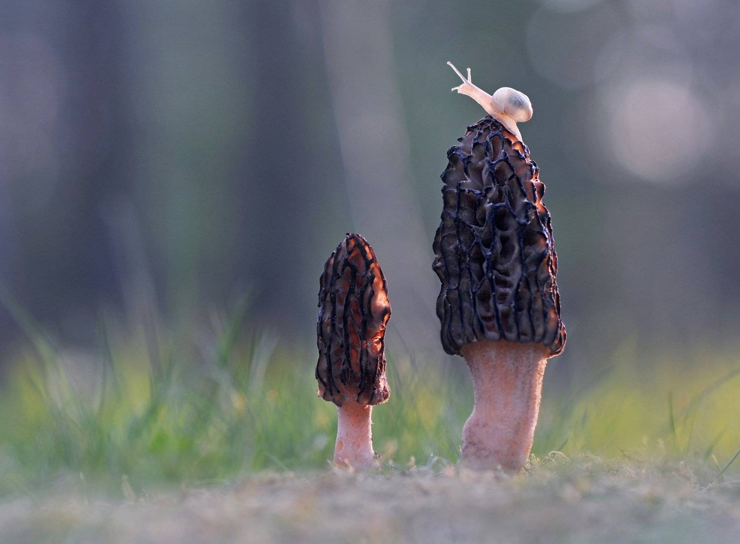 сморчки, улитка, закат, весна, Александр Гвоздь