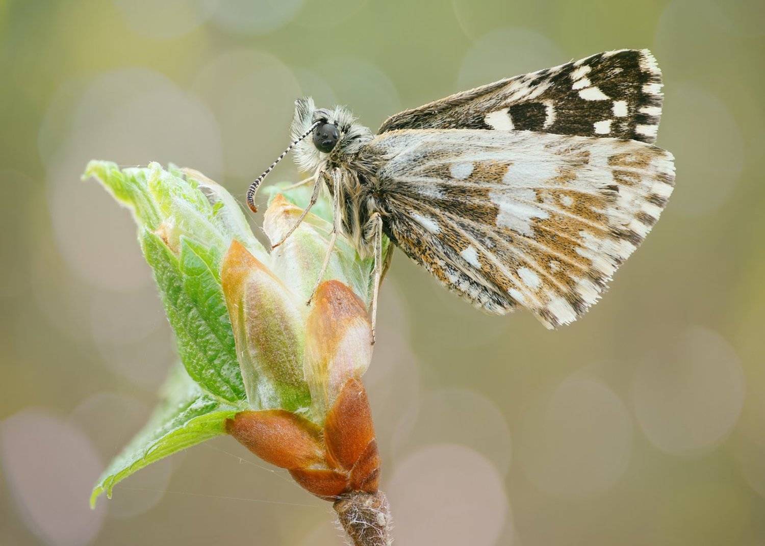 , Кузнецов Дмитрий