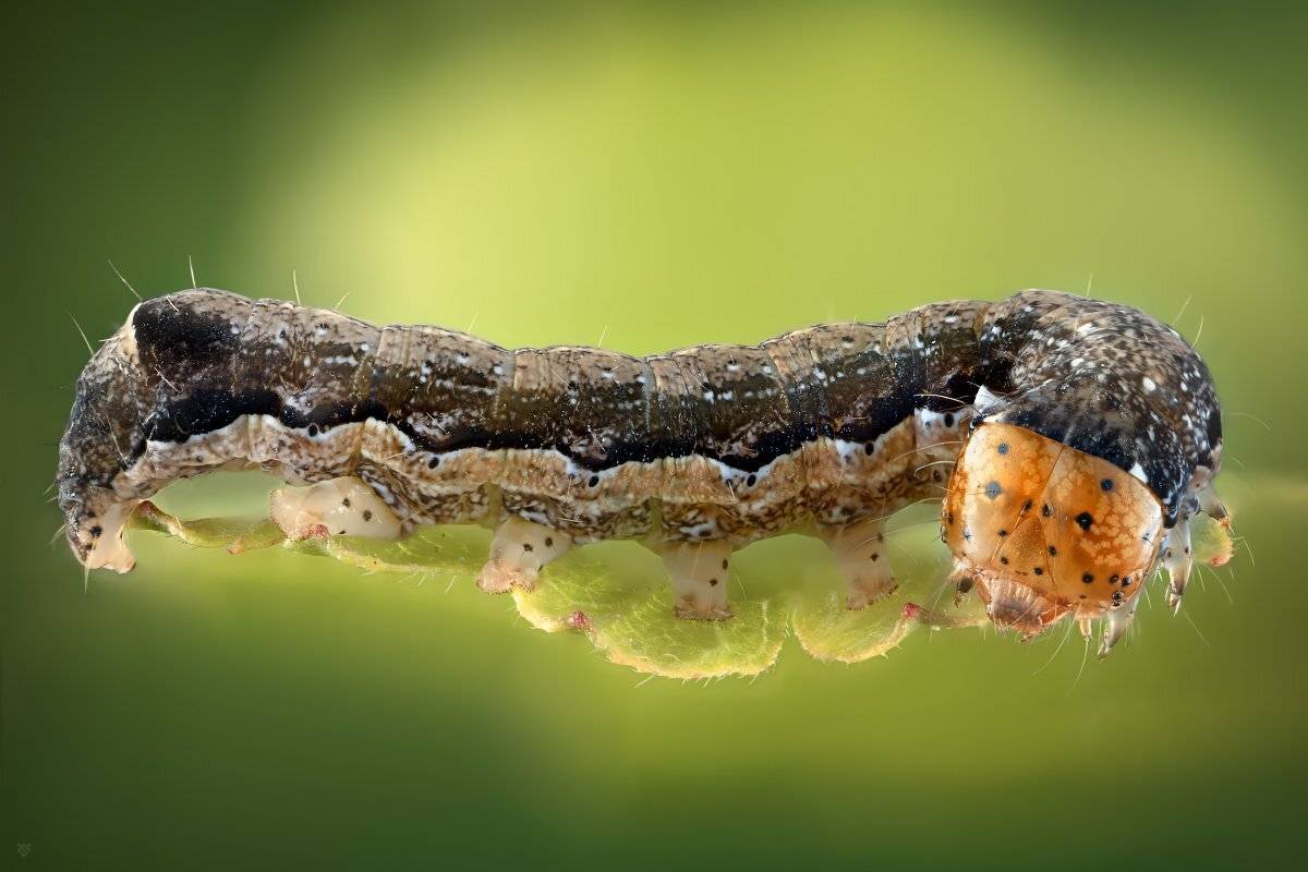 macro, 2.5:1, larva, Wojciech Grzanka