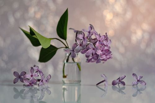 Еще про сирень из апреля