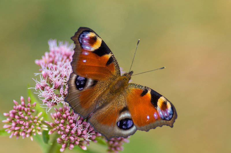 Aglais io фото превью