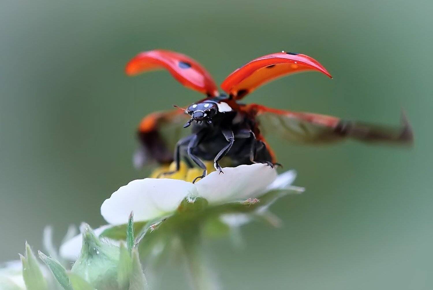 , Галина Горькавая