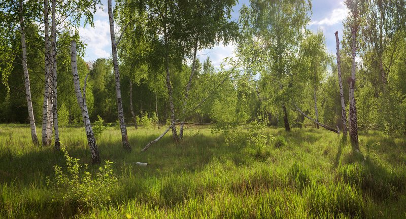 луг, весна, май, вечер, берёзы Когда природа оживает в объятьях солнца и тепла фото превью