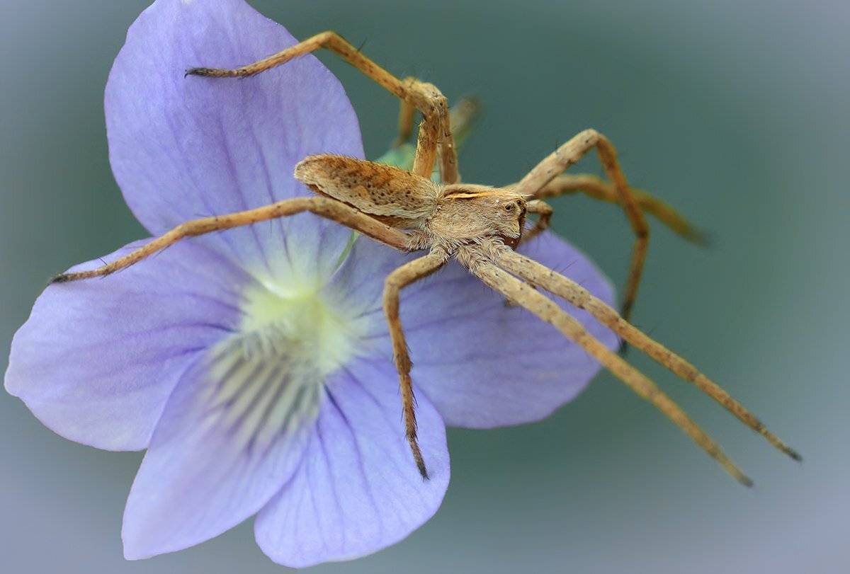 , Галина Горькавая